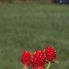 Gomphrena haageana 'Strawberry Fields', habit