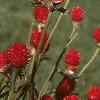 Gomphrena haageana 'Strawberry Fields', habit