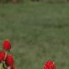 Gomphrena haageana 'Strawberry Fields', habit