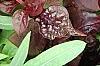 Iresine 'Purple Lady', leaves