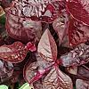 Iresine 'Purple Lady', leaves