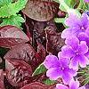 Iresine 'Purple Lady', leaves