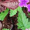 Iresine 'Purple Lady', leaves