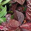 Iresine 'Purple Lady', leaves