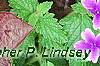Iresine 'Purple Lady', leaves