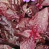 Iresine 'Purple Lady', leaves
