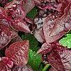 Iresine 'Purple Lady', leaves