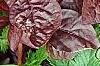 Iresine 'Purple Lady', leaves