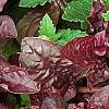 Iresine 'Purple Lady', leaves