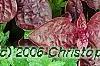 Iresine 'Purple Lady', leaves