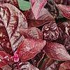 Iresine 'Purple Lady', leaves