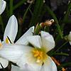 Zephyranthes atamasco, flowers