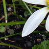 Zephyranthes atamasco, flowers