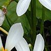 Zephyranthes atamasco, flowers