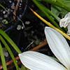 Zephyranthes atamasco, flowers