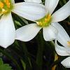 Zephyranthes atamasco, flowers