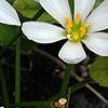 Zephyranthes atamasco, flowers