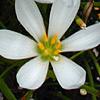 Zephyranthes atamasco, flowers