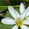 Zephyranthes atamasco, flowers