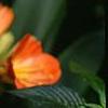 Clivia miniata, flowers