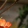 Clivia miniata, flowers