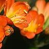 Clivia miniata, flowers