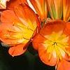 Clivia miniata, flowers