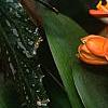 Clivia miniata, flowers