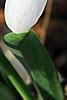 Galanthus ikariae, flowers