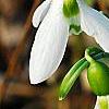 Galanthus ikariae, flowers