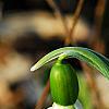 Galanthus ikariae, flowers