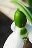 Galanthus ikariae, flowers