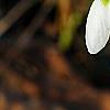 Galanthus ikariae, flowers