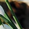 Galanthus ikariae, flowers