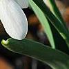 Galanthus ikariae, flowers
