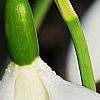 Galanthus ikariae, flowers