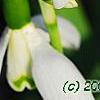 Galanthus ikariae, flowers