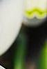 Galanthus ikariae, flowers
