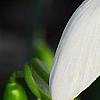 Galanthus ikariae, flowers
