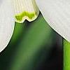 Galanthus ikariae, flowers