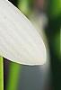 Galanthus ikariae, flowers