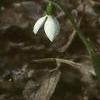 Galanthus nivalis, habit