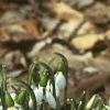 Galanthus nivalis, habit