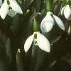 Galanthus nivalis, habit