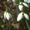 Galanthus nivalis, habit
