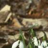 Galanthus nivalis, habit