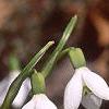 Galanthus nivalis, habit