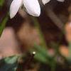 Galanthus nivalis, habit