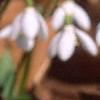 Galanthus nivalis, habit