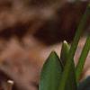 Galanthus nivalis, habit